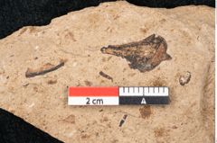 Foto (Detailansicht) von Araucaria sternbergii Goeppert (NHMW-GEO-2024-0188-8289)
